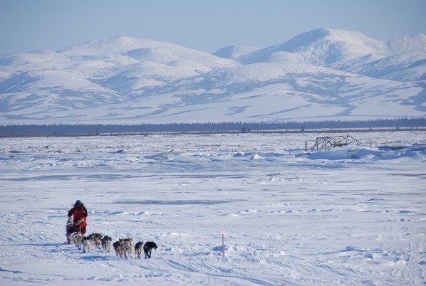 Iditarod Dog Sled Race Global Warming